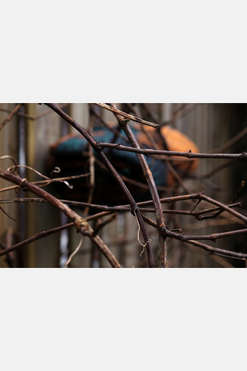 Fern Kingfisher