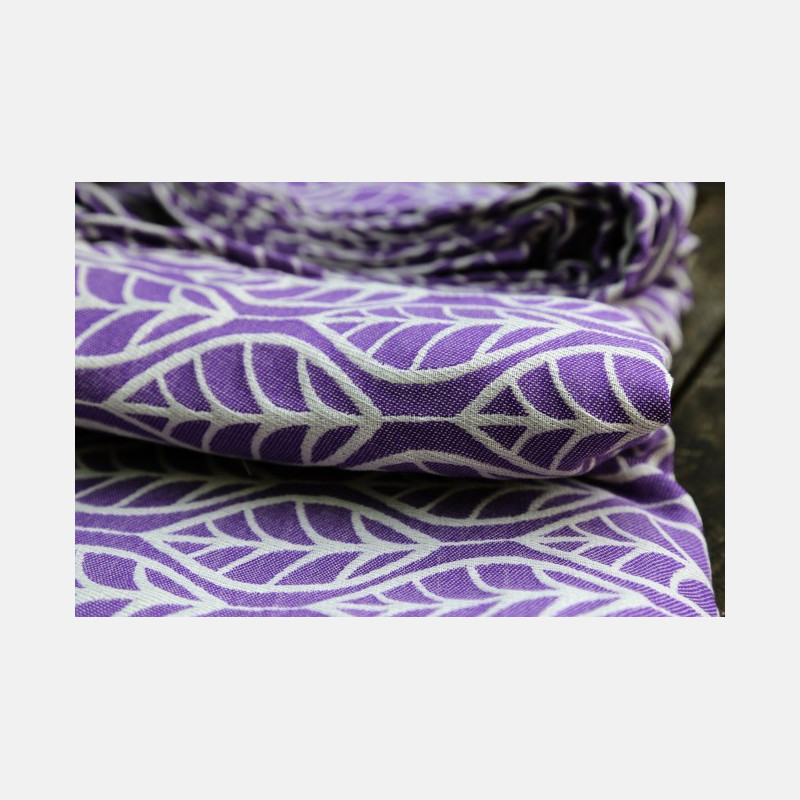 Laurus Morning Glory